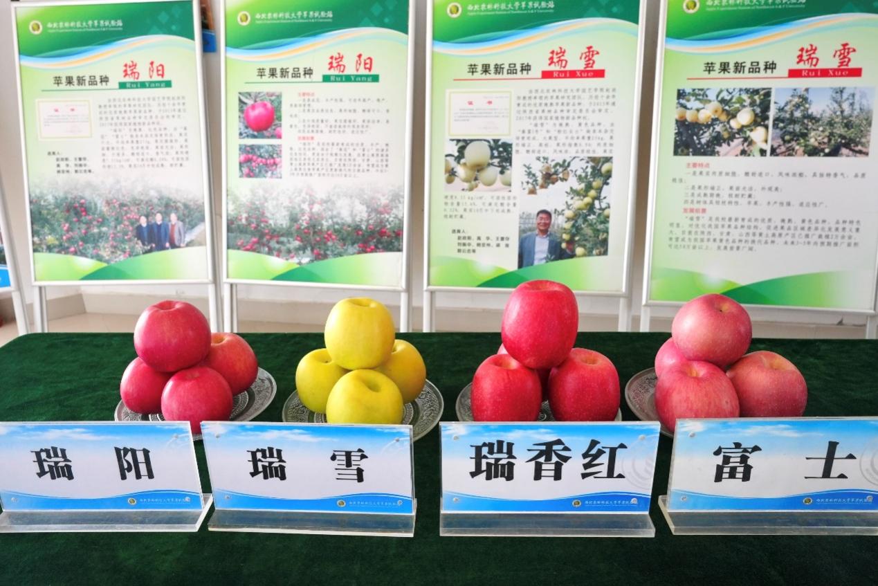 白水县是“三瑞”苹果的发源地。尹昊然摄